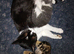 2 kittens female