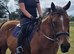 For share.15.1HH TB gelding   1/2 days per week