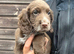Sprocker pups for sale