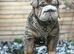 Beautiful English bulldog pup