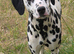 Gorgeous Dalmations for sale