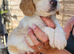 Beautiful cockapoo one boy one girl
