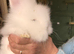 Double mane lionheads for sale