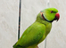 Adult male Ringneck parrot