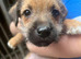 Jack Russell puppy's