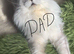 Polydactyl Maine coon male neutered