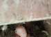Baby lovebirds