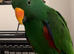 Male Eclectus (please read description)