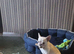 MEARL french bulldog WANTED