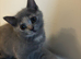 TICA /Scottish fold/BSH kittens