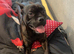 Staff x frenchy experienced home only