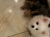 Pomeranian boy