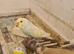 Nice lot of budgies