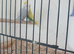 Budgies for sale