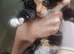 Long haired kittens