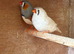 Zebra finches for sale