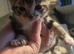 Kittens for sale