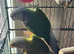 Conures