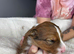 Stunning Merle Border Collie puppies for sale