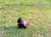 Pekin Bantams
