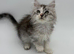 LAST 2 MAINE COON KITTENS
