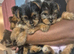 5 beautiful full breed yorkies for sale