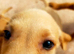 Fox red and golden puppies