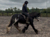 Lovely Family Pony