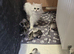Persian x cross kittens 3 boys 1 girl left