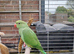 Hand reared baby Ringnecks