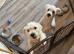 West highland terriers - 1 Boy left
