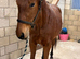 3yo thoroughbred gelding