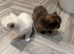 Two Beautiful Female Ragdoll Cross Kittens - Loving Homes Wanted