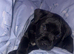 Patterdale puppy for sale female
