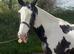 Top class happy hacker/fun kind cob