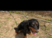 Buddy cocker spaniel