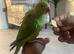 Indian Ringneck baby tamed