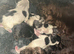 Beautiful show type cocker spaniels