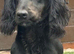 Cocker spaniel