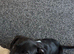 2 stunning sprollie pups ready for their forever homes