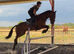 ️CHARLOTTE ️  Irish sport horse