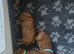 Exceĺent cockerpoo puppies 3 males