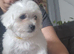 Sweet Maltese puppy's