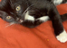 3 beautiful kittens for sale