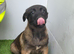 Belgium Shepherd puppies for sale