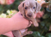 Miniature DACHSHUND