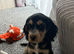 1 Girl and 1 Boy left Show Cocker Spaniel Puppies