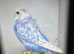 Helicopter budgie cock