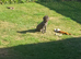 Bedlington terrier