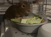 Guinea Pigs, two brothers for sale.